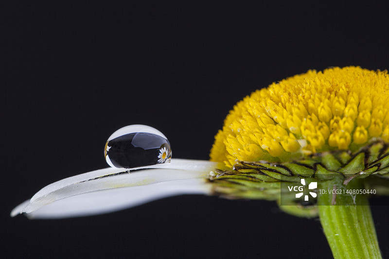 水中的花朵4图片素材