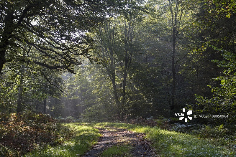 阿登森林 3图片素材