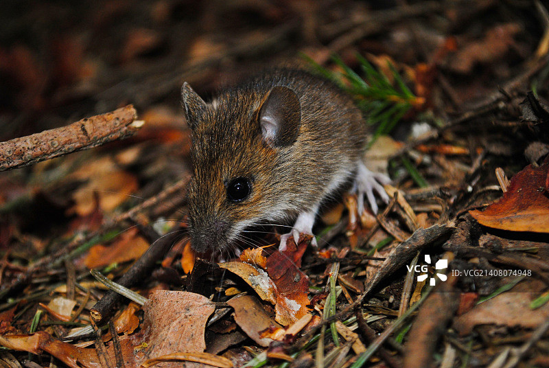 白足鼠图片素材