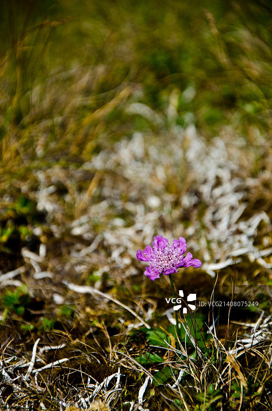 光面蓝盆花图片素材