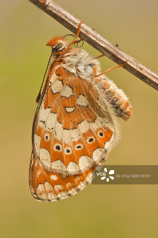 欧亚玄灰蝶图片素材