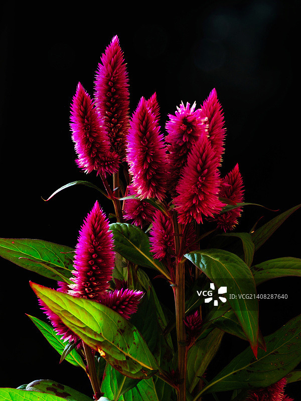 卡拉克斯鸡冠花图片素材