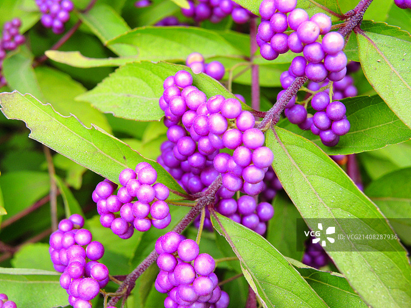 美洲商陆图片素材