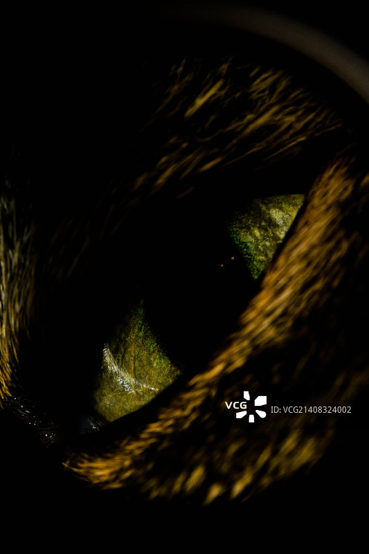 猫的眼睛图片素材