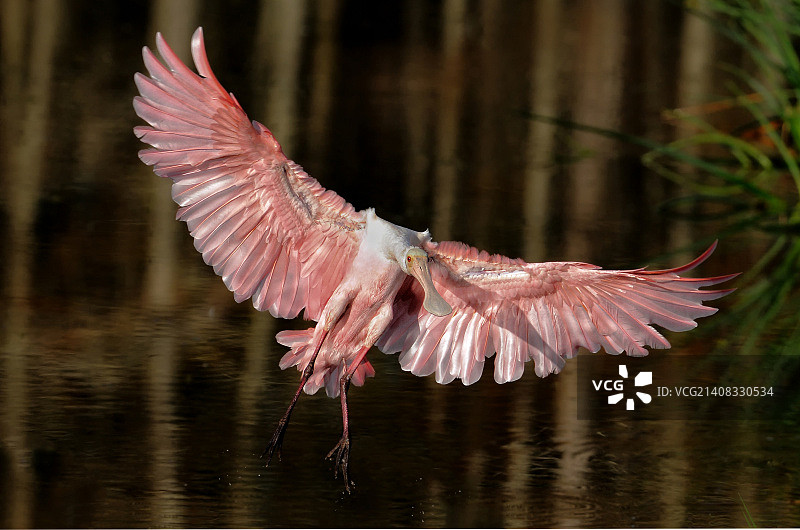 飞来的琵鹭图片素材
