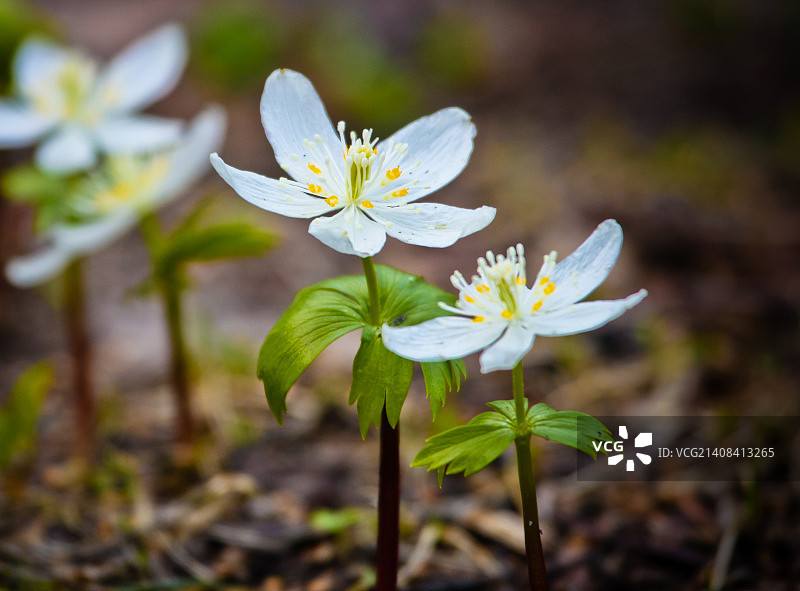 月见草图片素材