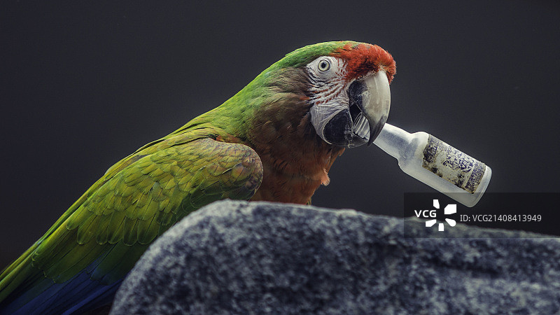 摄影师：Thonon Serge图片素材