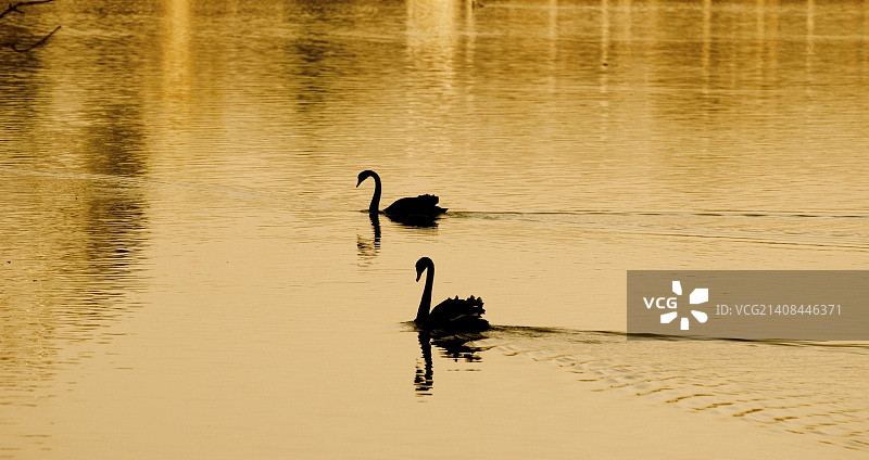 金色池塘图片素材