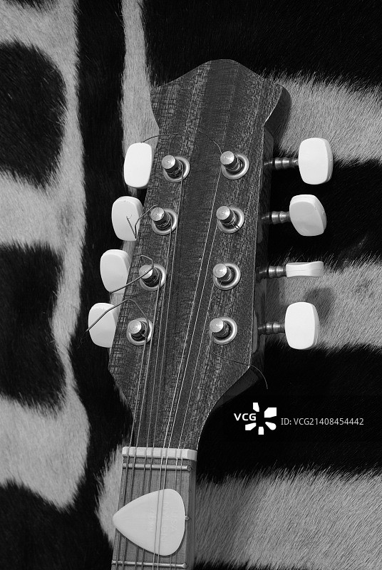 斑马背景上的吉他曼陀林琴头图片素材