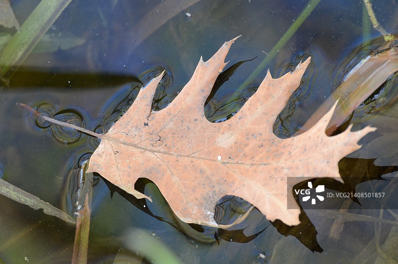 孤单的橡树叶图片素材