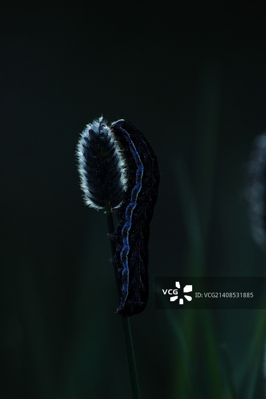 蛾幼虫图片素材