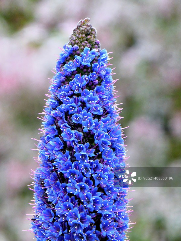 玉米花图片素材