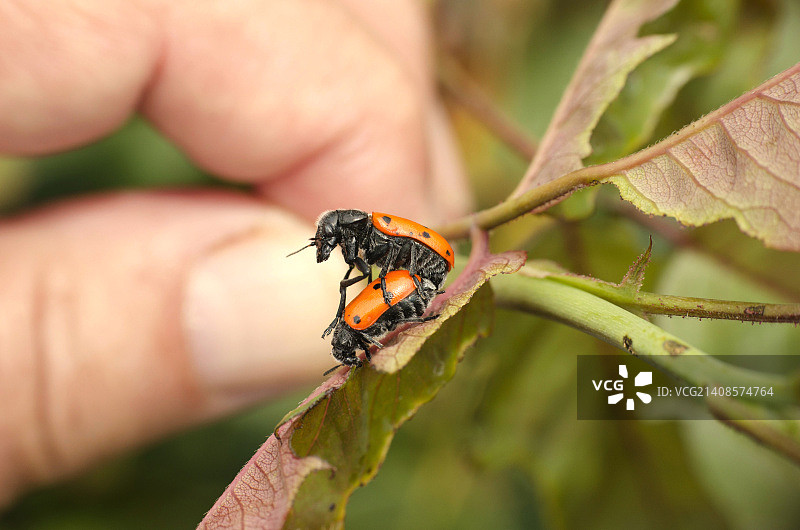 我的手图片素材