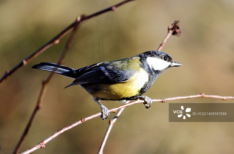 大山雀图片素材