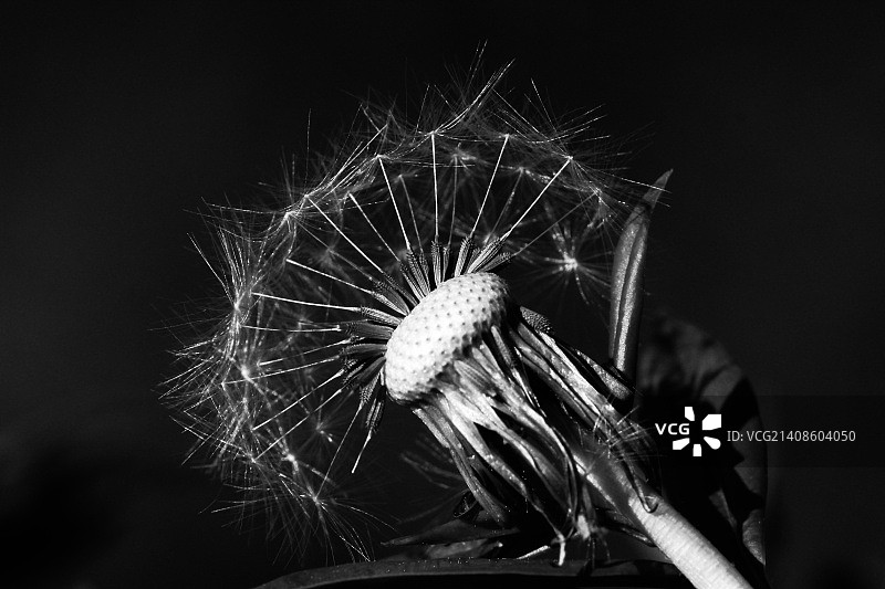 最后的种子图片素材