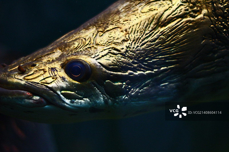 幸存者图片素材