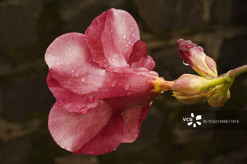 SKC 3253 阿拉曼达的阴影图片素材