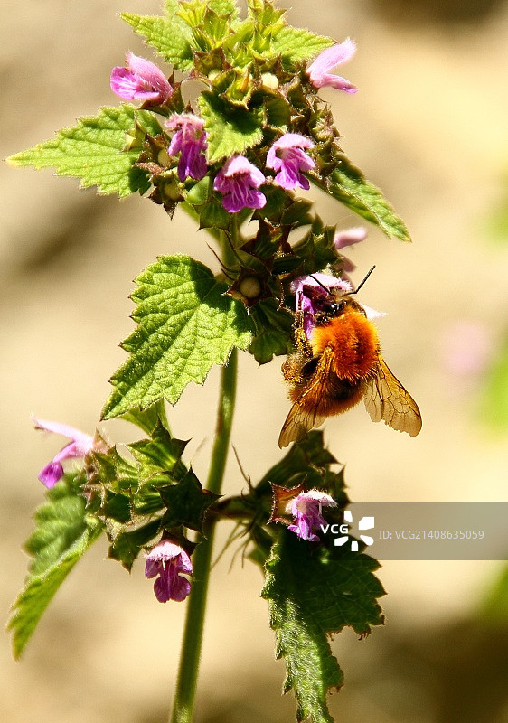 意大利卡尔皮内蒂图片素材
