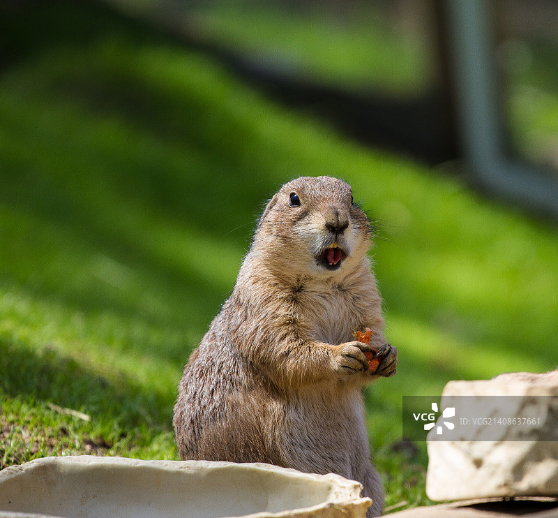 美国布朗克斯图片素材