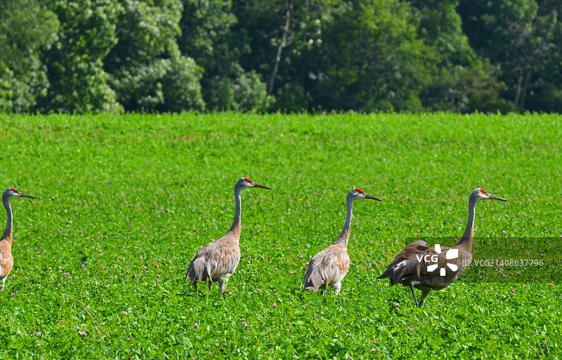 四只成熟的沙丘鹤在漫步图片素材