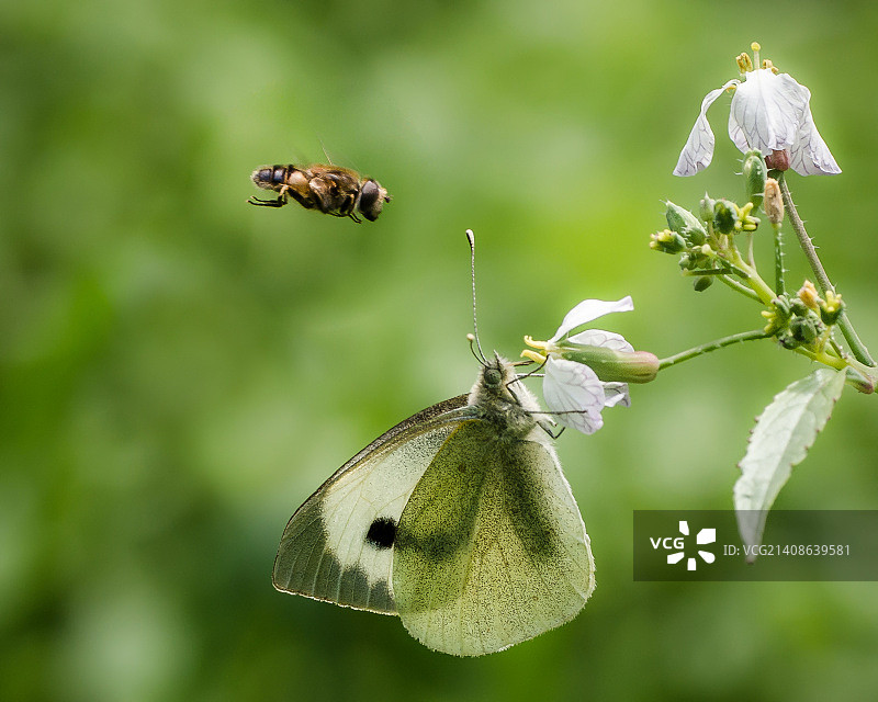 10点钟方向的强盗图片素材