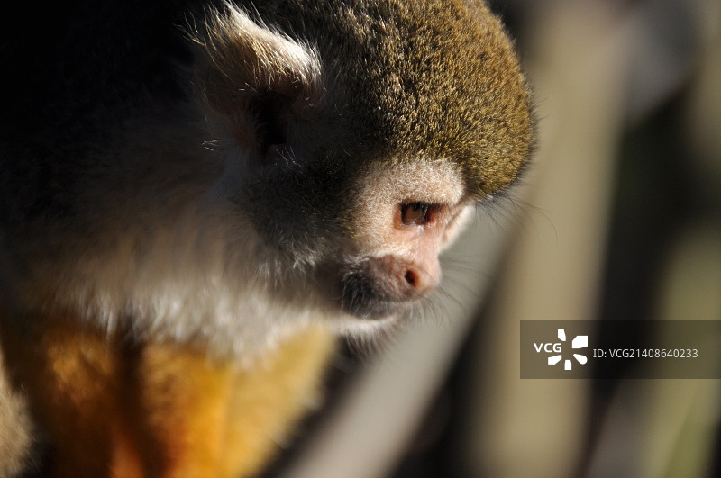 蜘蛛猴2图片素材