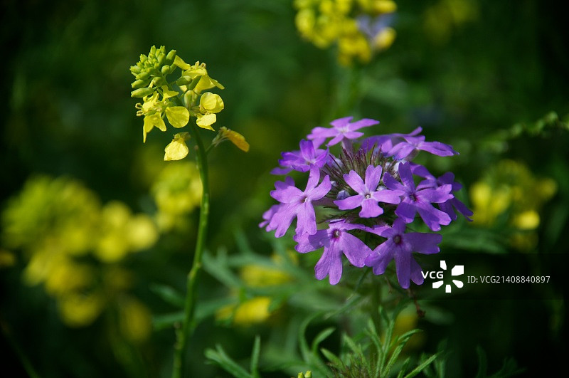 摄影师：Thomas Raymond图片素材