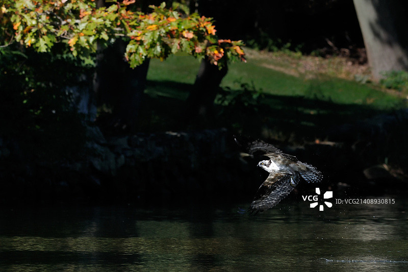 秋季鱼鹰图片素材