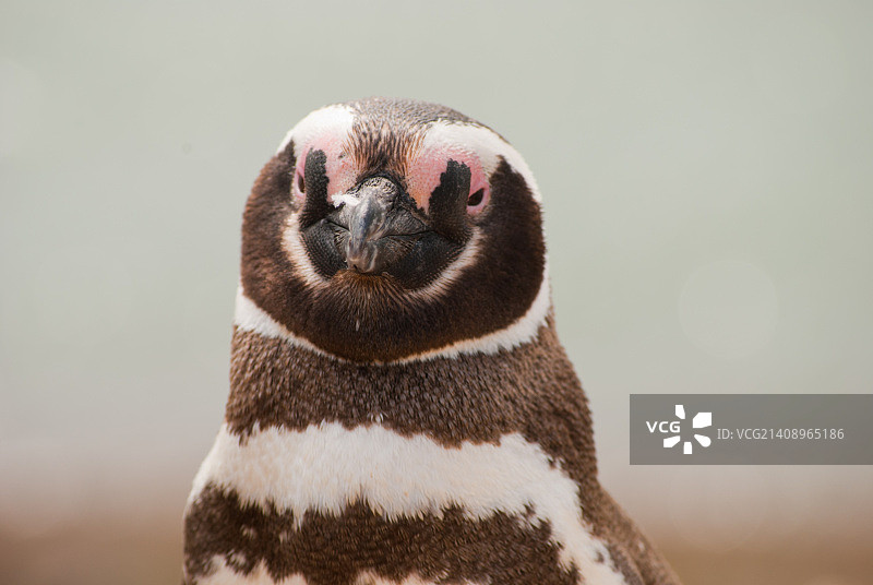 阿根廷马德林港图片素材