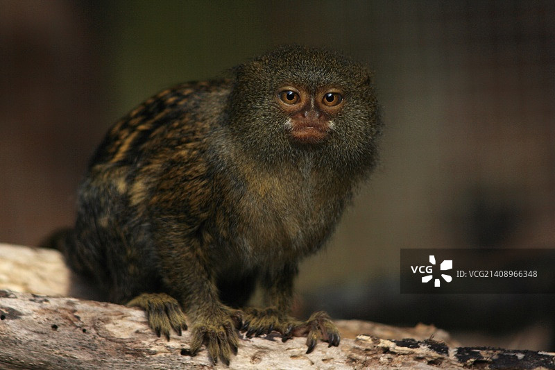 法国圣多米内图片素材