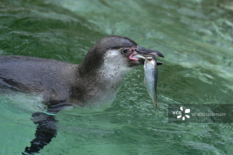 我抓到他了图片素材