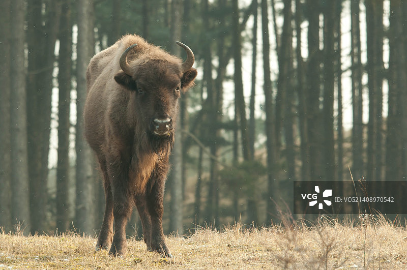 欧洲野牛图片素材