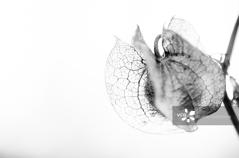 锦灯笼图片素材