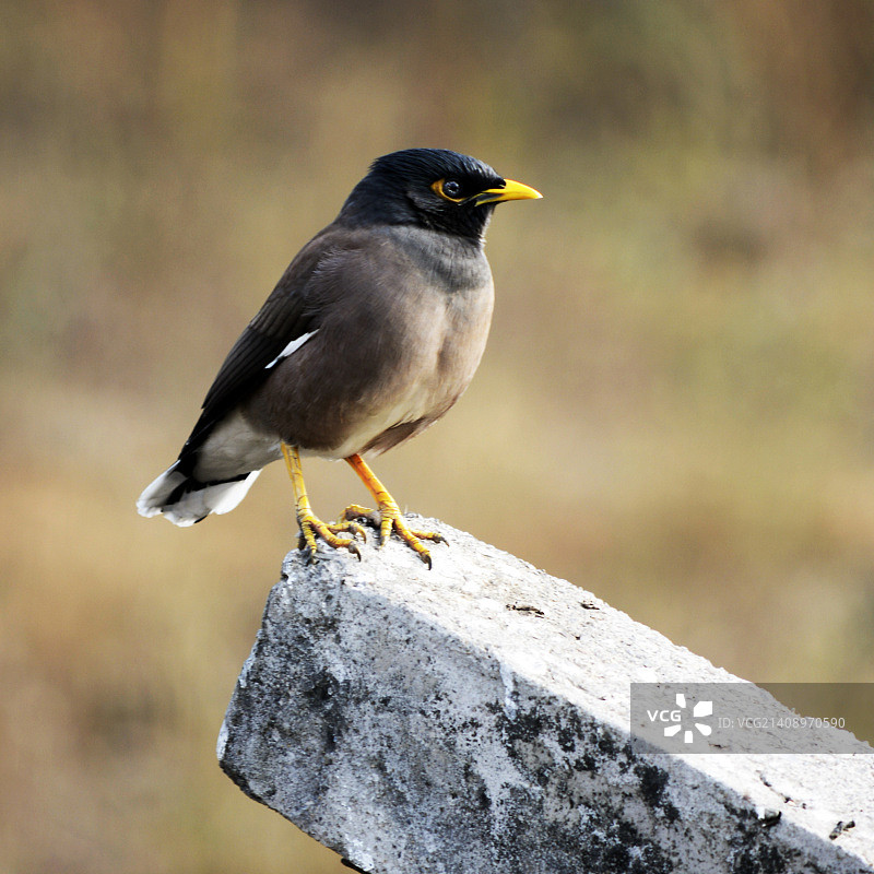 美丽的鸟 6图片素材