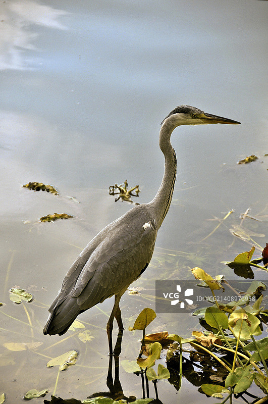 日本宝冢市图片素材