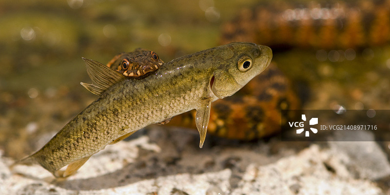 水蛇捕食图片素材