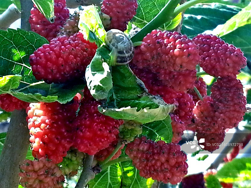 红色桑葚与蜗牛图片素材