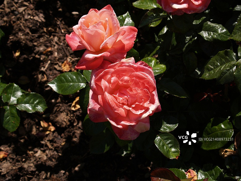 英国惠顿阿斯顿图片素材