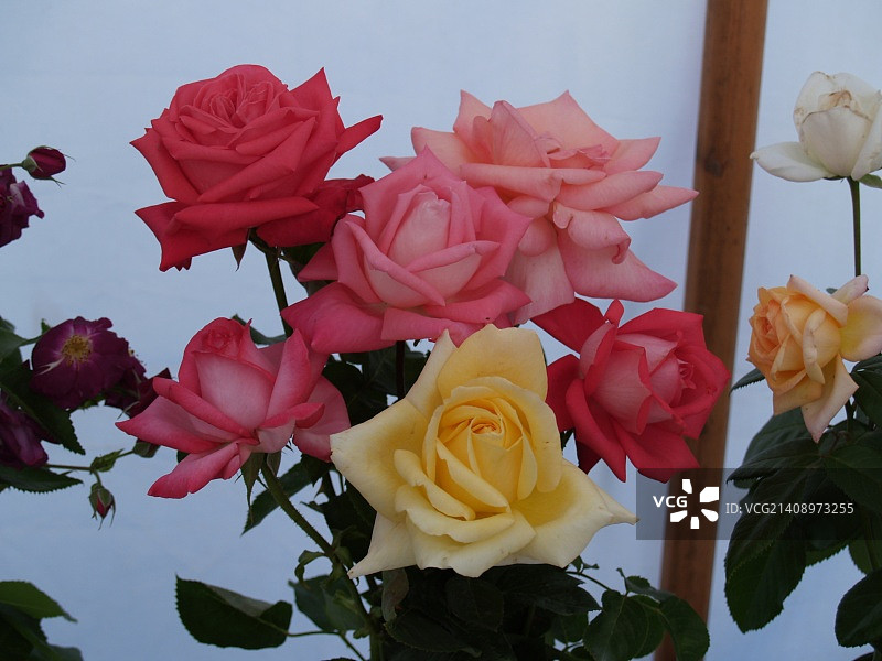 英国惠顿阿斯顿图片素材