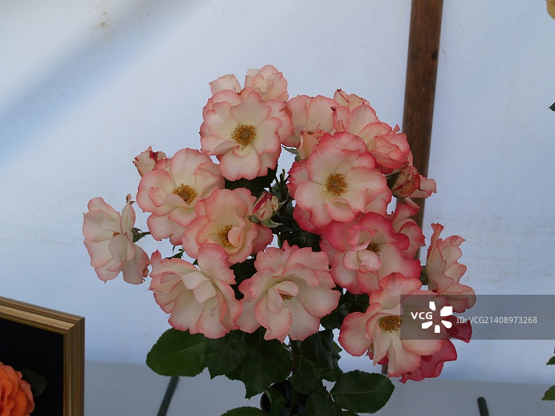 英国惠顿阿斯顿图片素材