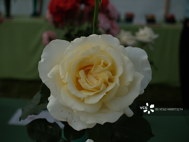 英国惠顿阿斯顿图片素材