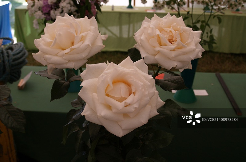 英国惠顿阿斯顿图片素材