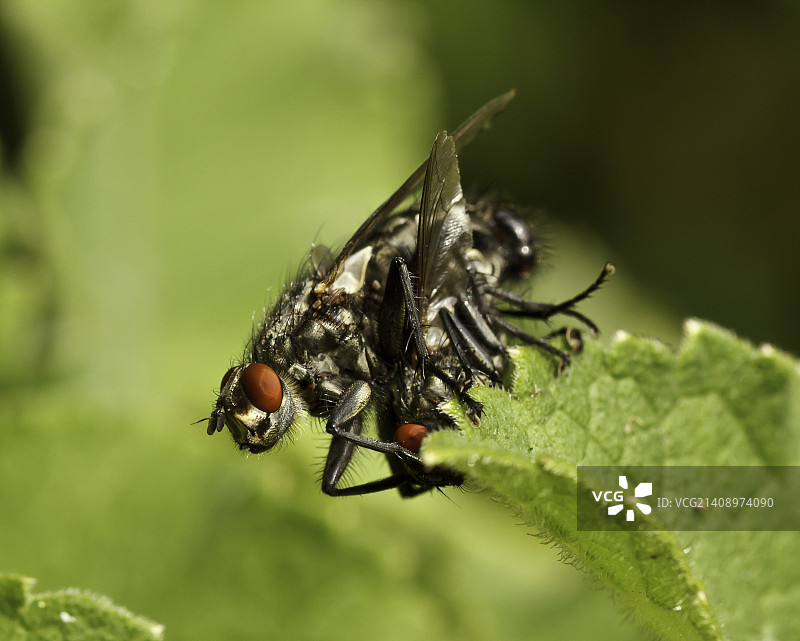 麻蝇交配图片素材
