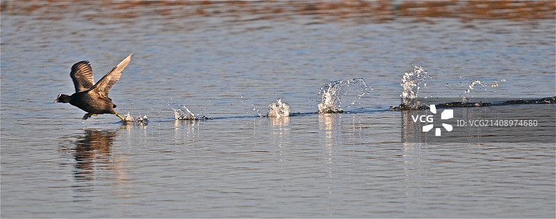奔跑中的骨顶鸡图片素材