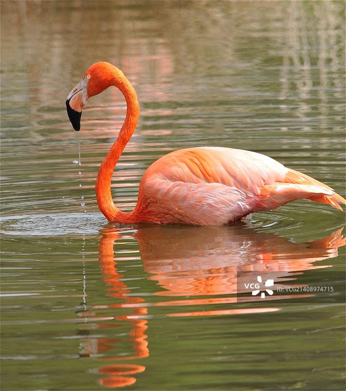 冰爽的冷饮图片素材