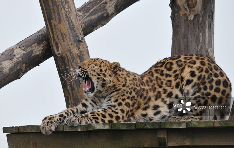 一只大猫图片素材