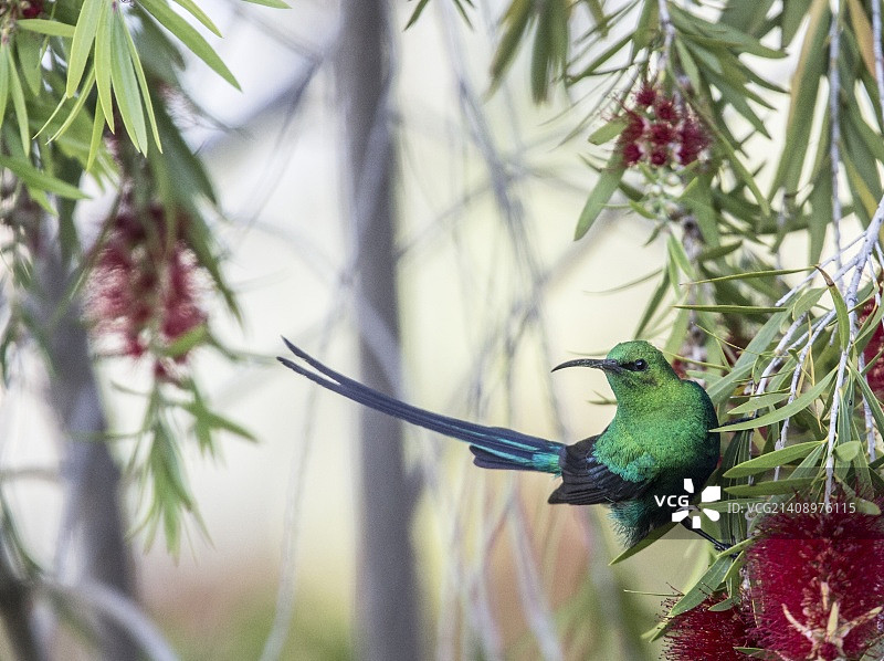 辉绿太阳鸟图片素材