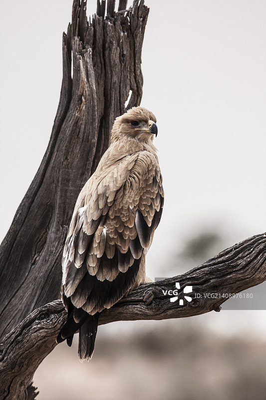 草原雕 2图片素材