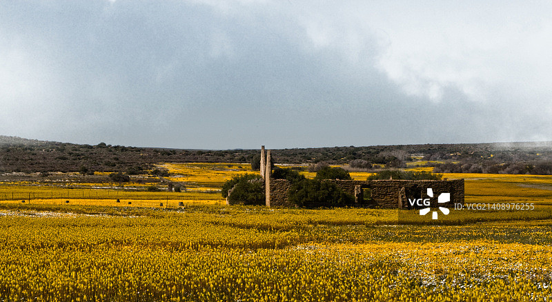 假叶树属植物田野图片素材