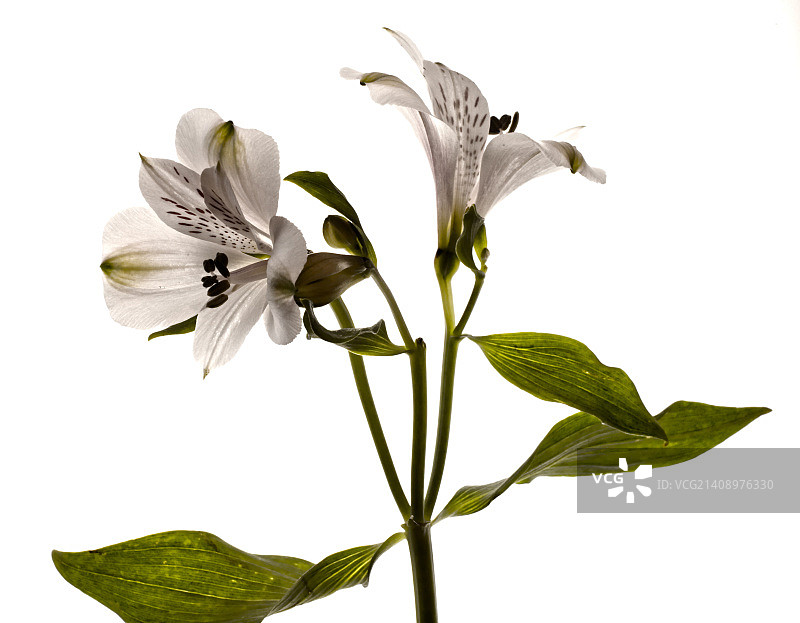 植物学主题素材图片素材